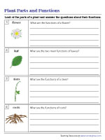 Parts of a Plant Worksheets