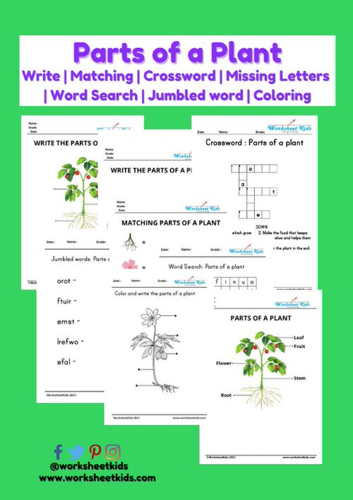 Free Plant Parts &amp; Functions Worksheets: Preschool to 2nd Grade