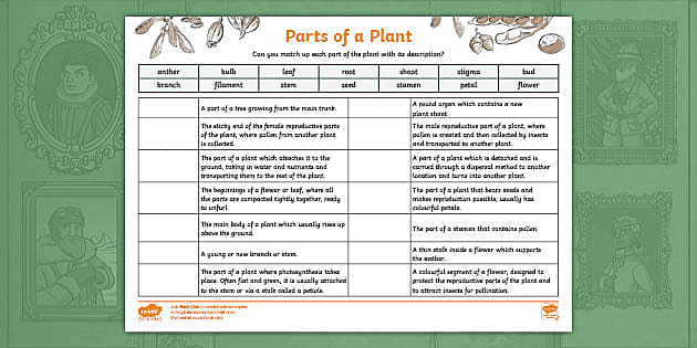 Parts of a Plant KS2 Activity Sheet | Twinkl Originals