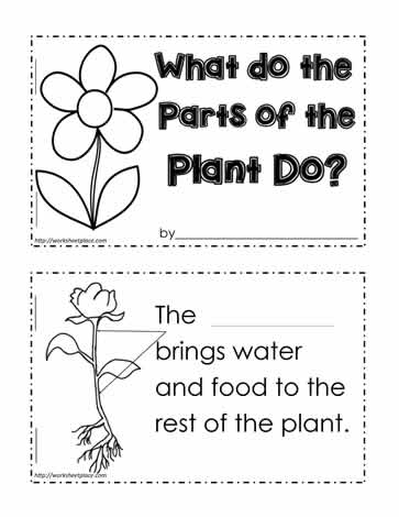 plant function worksheet
