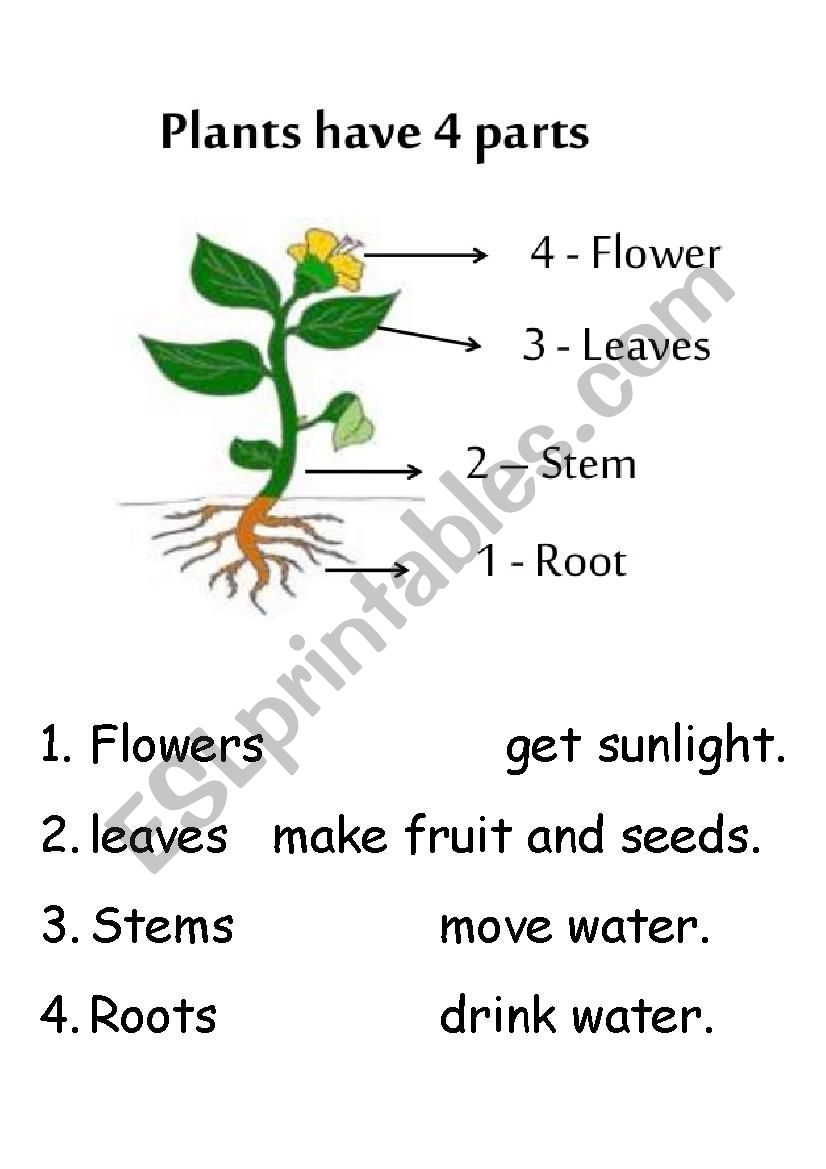 plant parts and function - ESL worksheet by TREANDVICKY