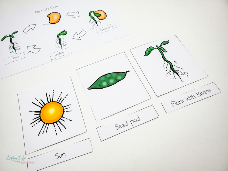 plant life cycle for kids worksheet