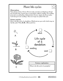 Plant life cycles | 1st grade, 2nd grade, Kindergarten Science ...