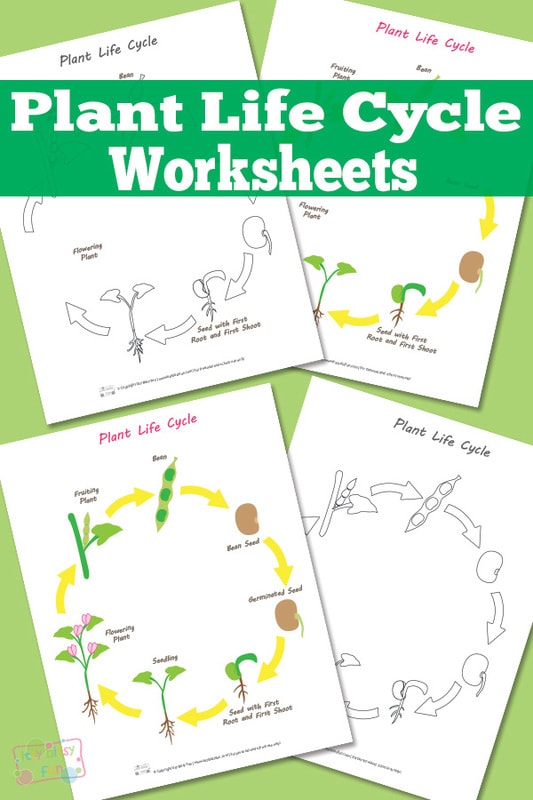 plant life cycle for kids worksheet