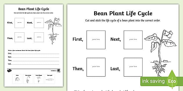 plant life cycle for kids worksheet