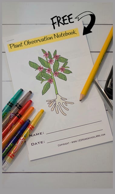 plant life cycle worksheet 2nd grade