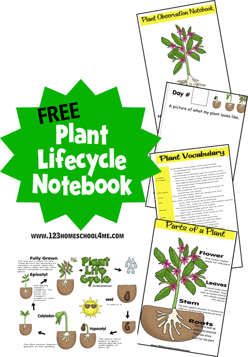 plant life cycle worksheet 3rd grade