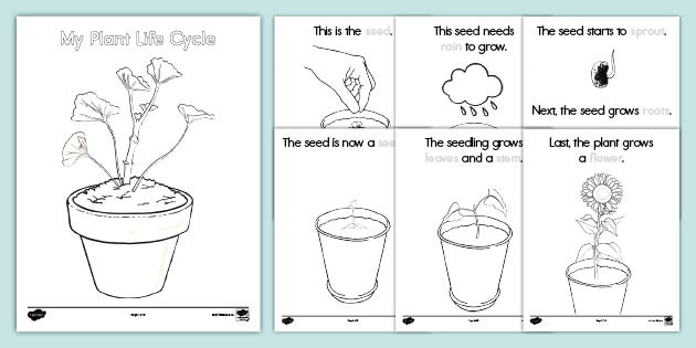 plant life cycle worksheet 3rd grade
