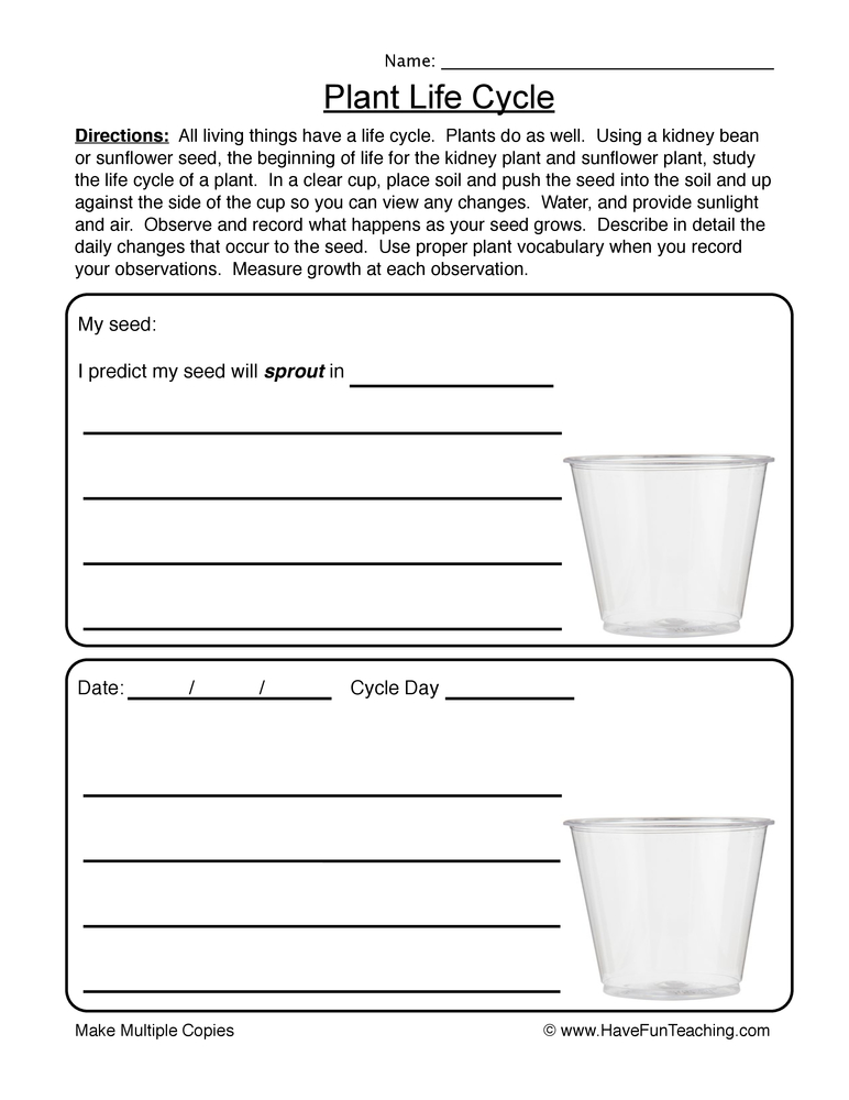 Life Cycle of Plants Observation Worksheet  