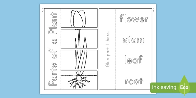 FREE Parts of a Plant Foldable - Science Resources - Twinkl