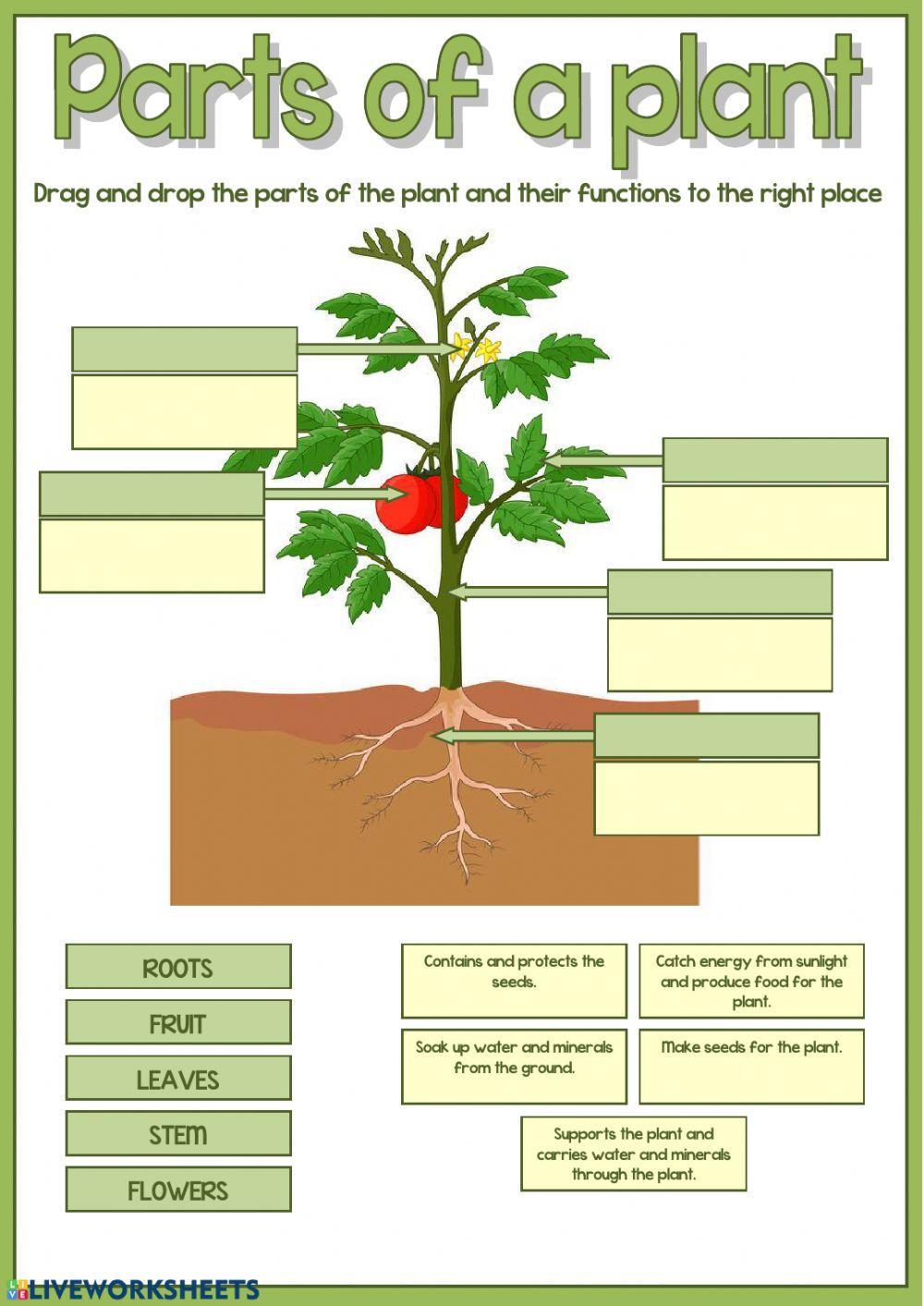 Parts of a plant worksheet  