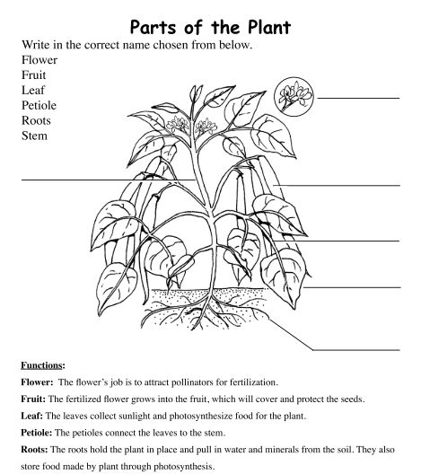 plant parts and functions worksheet