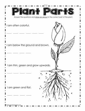 plant parts and functions worksheet