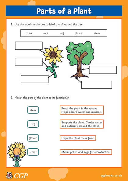 plant parts and functions worksheet