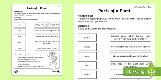 Parts of a Plant Activity Sheet (teacher made) - Twinkl