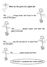 The parts of a plant - ESL worksheet by Janet att