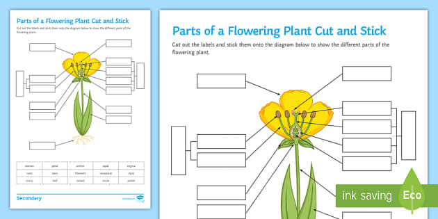 plant reproduction worksheet