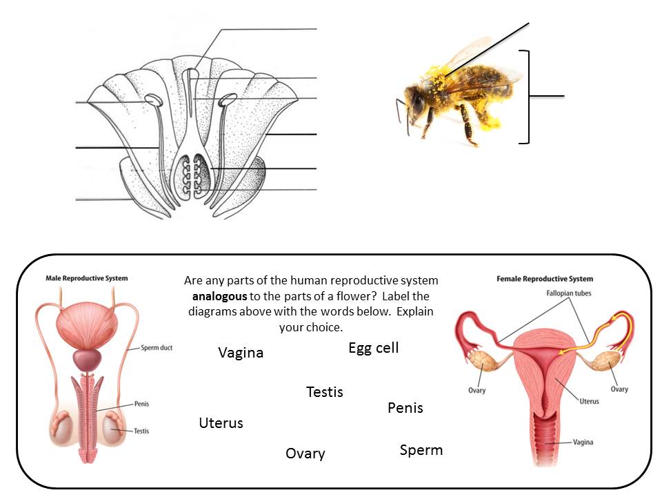 plant reproduction worksheet