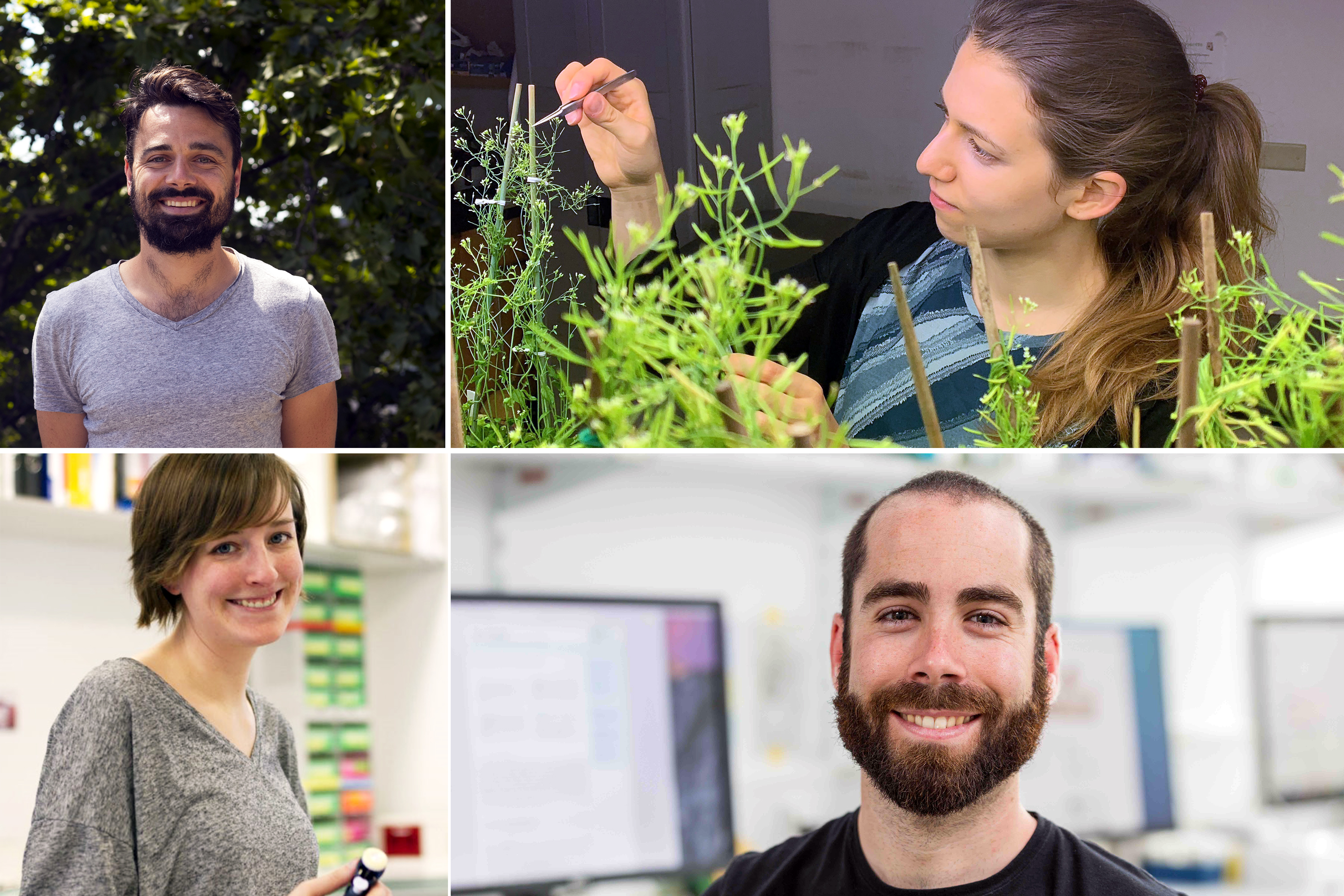 German Socienty for Plant Sciences (DBG)