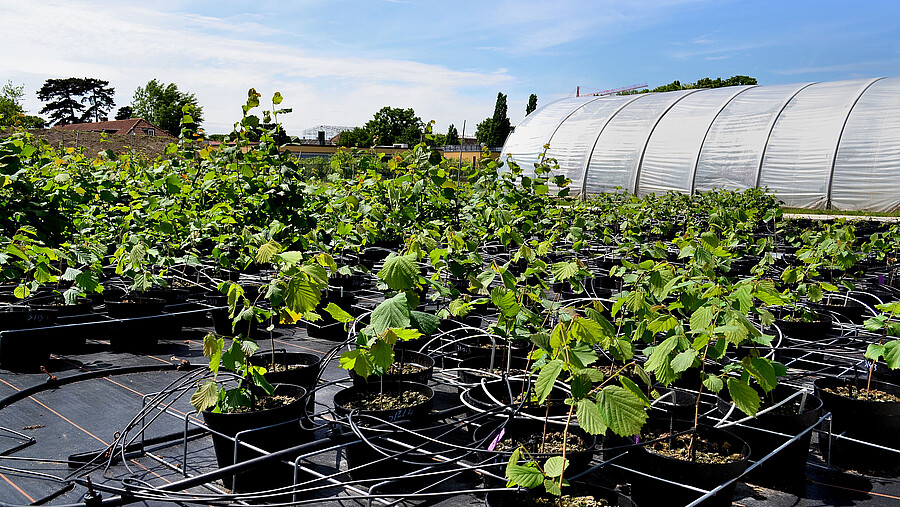 Molecular and Applied Plant Science (Bachelor of Science ...