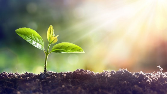 Report: Plant science must innovate over next 10 years | Cornell ...