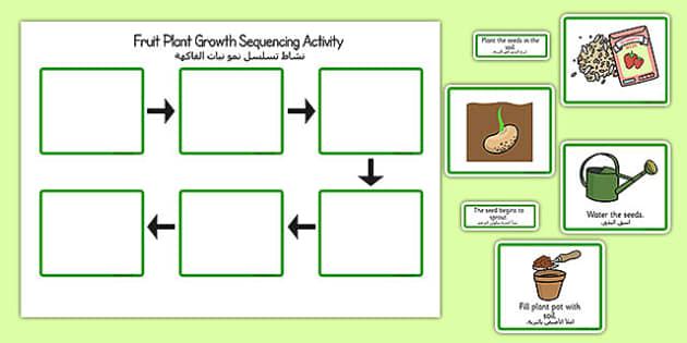 Plant Growth Sequencing Activity Arabic Translation - Twinkl