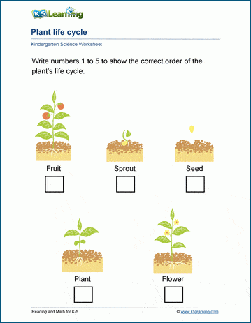 Plant life cycles worksheets | Worsheets library