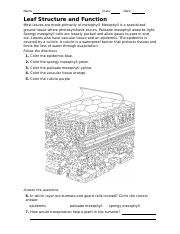 leaves extra worksheet.doc - Name Class Date Leaf Structure and ...