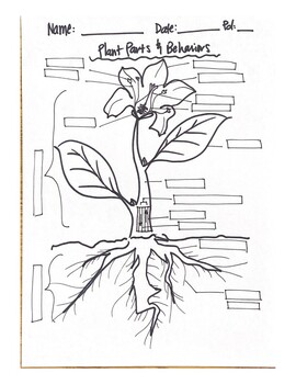 plant tropisms worksheet