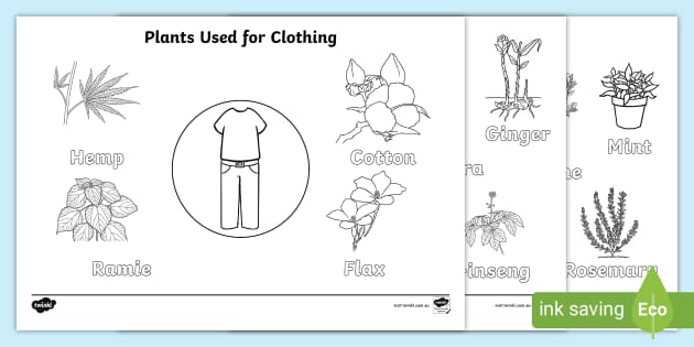 Plant Uses Colouring Pages (teacher made) - Twinkl