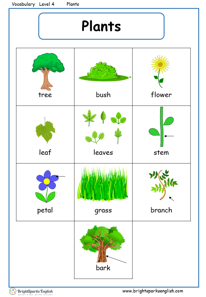 Plants English Vocabulary Worksheet English Treasure Trove