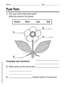 Parts of a Plant Worksheets - Free Printable