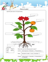 Plants are alive, too! | 1st grade, 2nd grade, Kindergarten ...