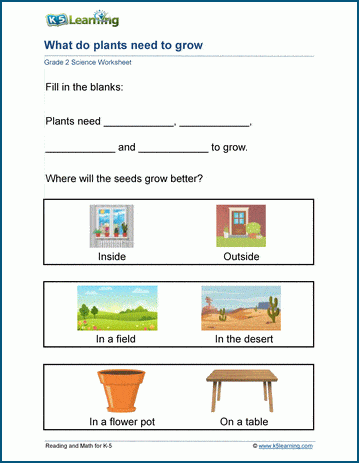 plant worksheet 2nd grade