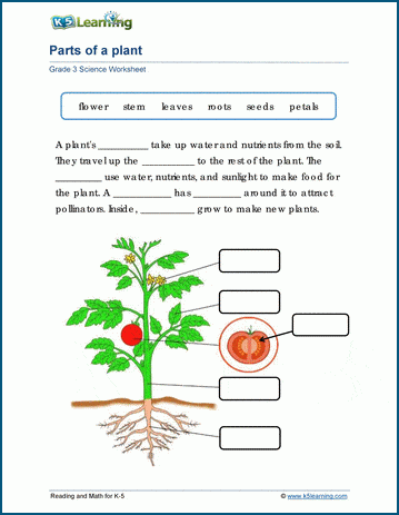 Parts of a Plant Worksheets| Worsheets library