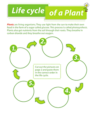 Life Cycle of a Plant | Worksheet 