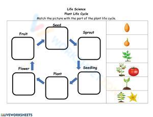 Grade 3 Plant Lifecycle Worksheets 2024