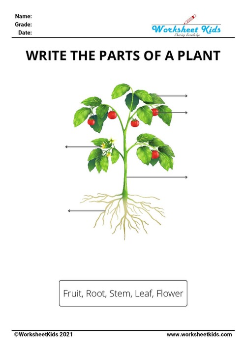 Day Four - Parts of the Plant as Food - Unit Resource-First Grade ...