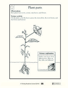 plant worksheet for 1st grade