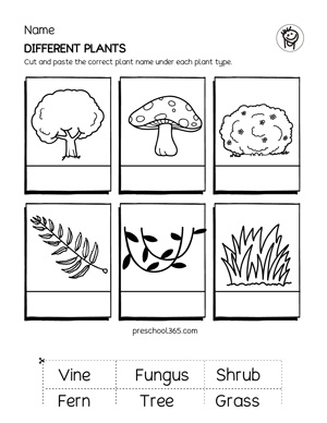 plant worksheet for 1st grade