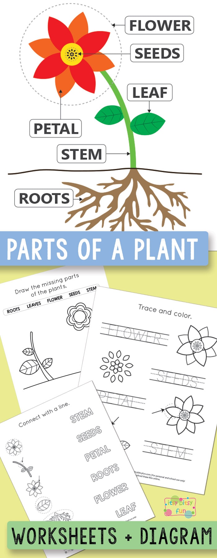 plant worksheet for 1st grade