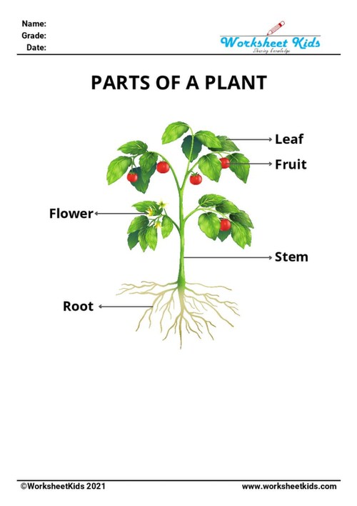 Free Plant Parts &amp; Functions Worksheets: Preschool to 2nd Grade