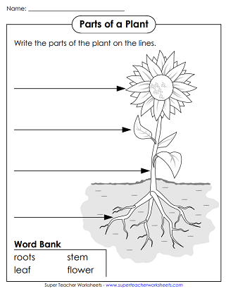 plant worksheet for 3rd grade