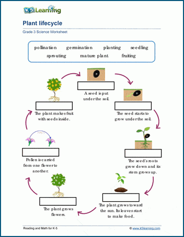 Plant Life cycles Worksheets | Worsheets library
