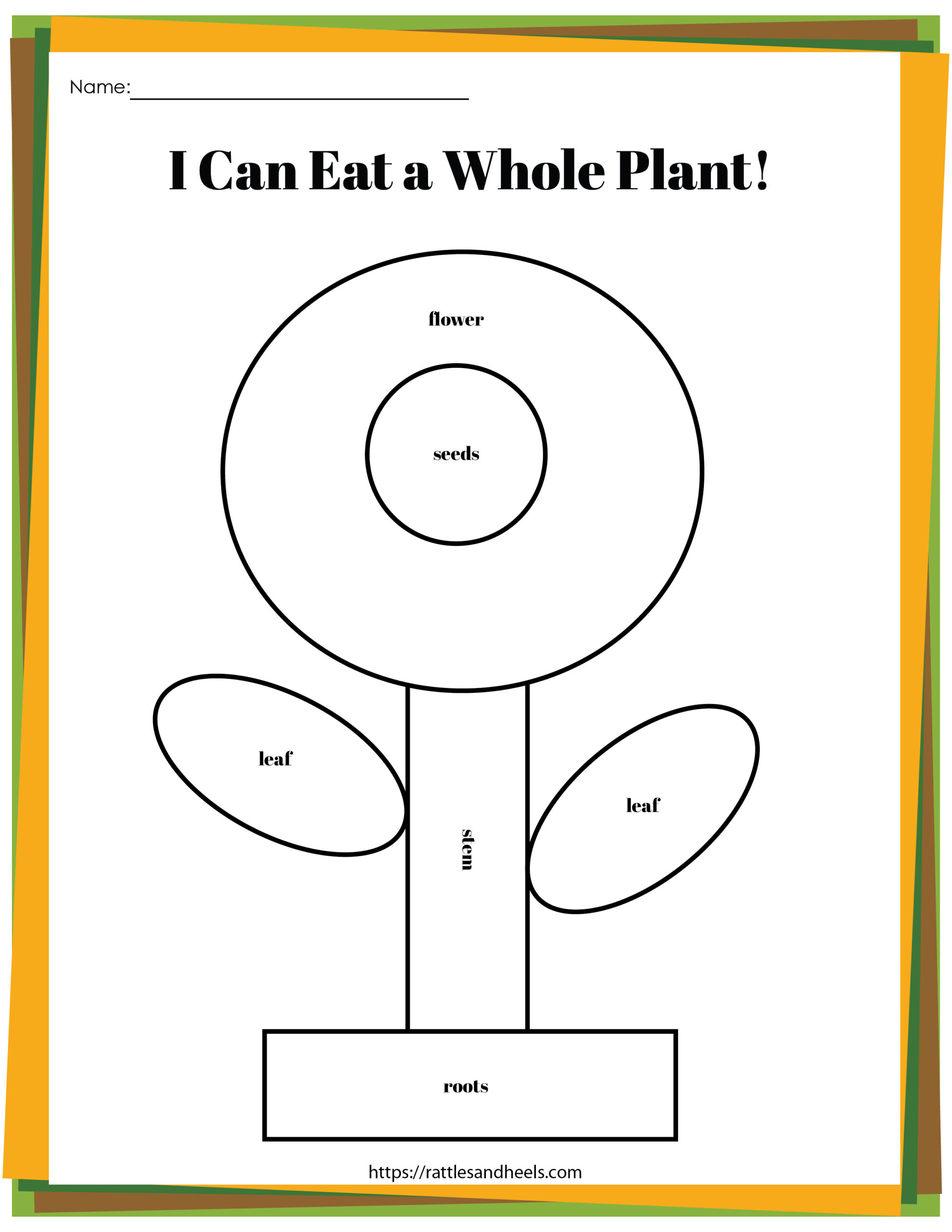 Plant Life Cycle Worksheets Free Printables for Kids - Adanna Dill