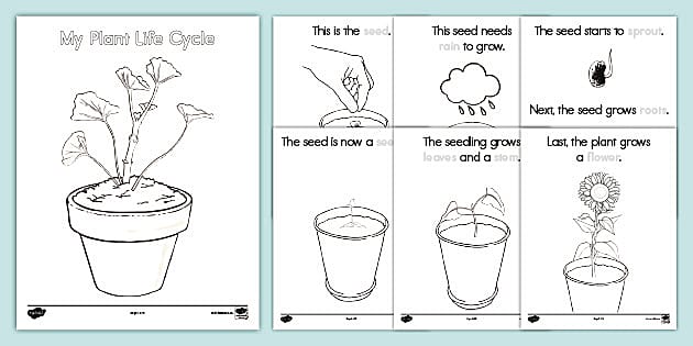 Plant Life Cycle Kindergarten Booklet | Biology | Twinkl USA