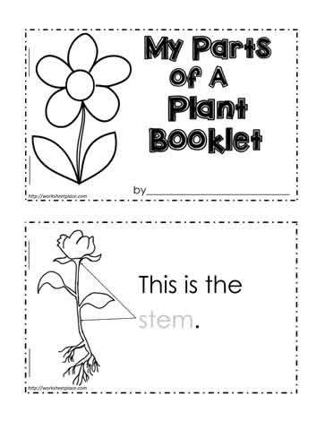 plant worksheet for kindergarten
