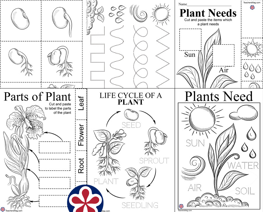 plant worksheet for preschool