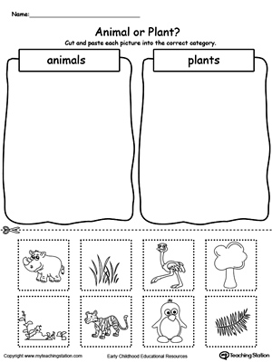 plant worksheet for preschool