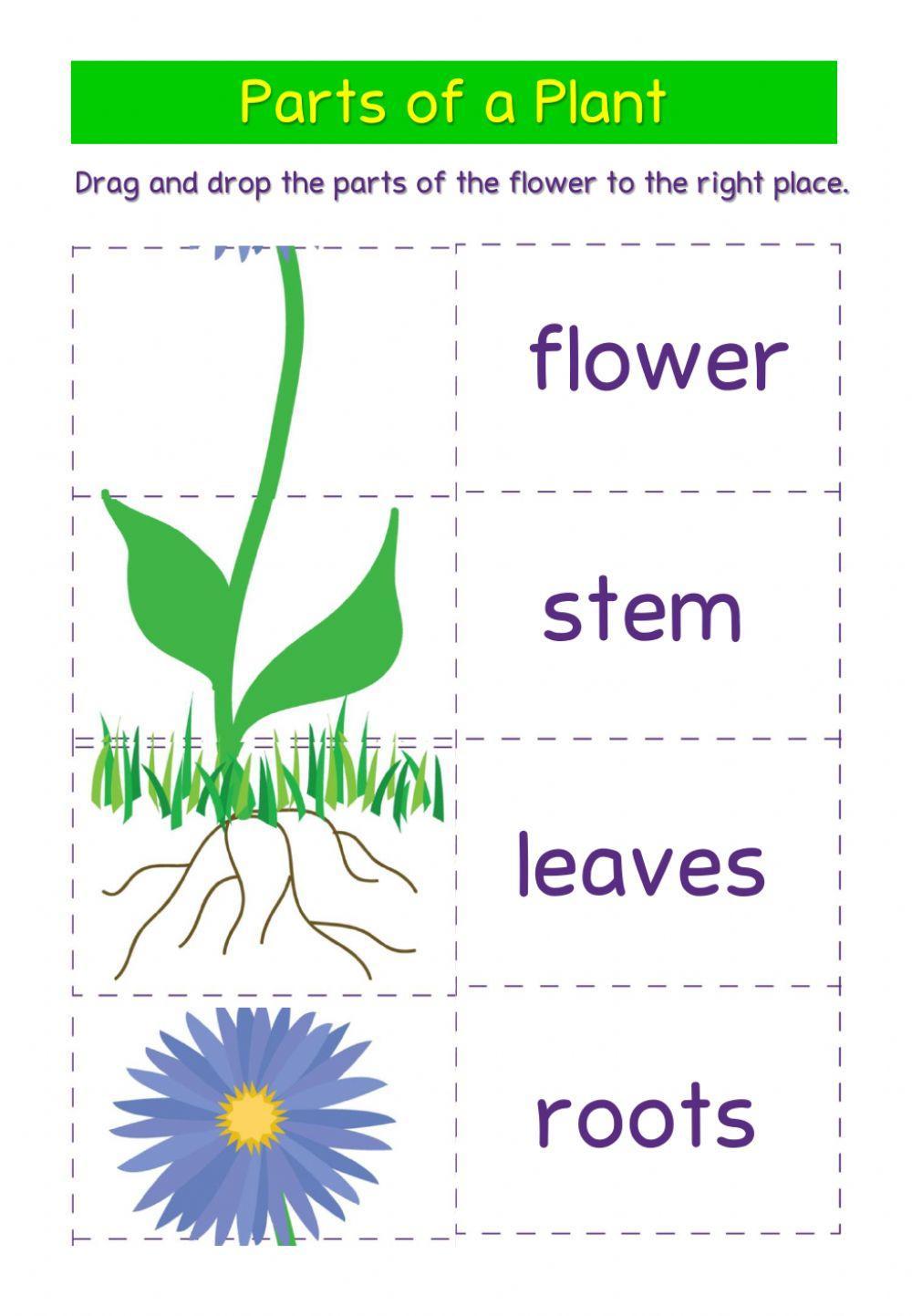 plant worksheet for preschool